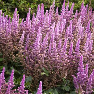 Vision in Pink Astilbe