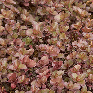 Bronze Carpet Stonecrop