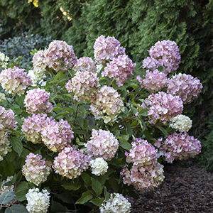 Strawberry Shake™ Hydrangea