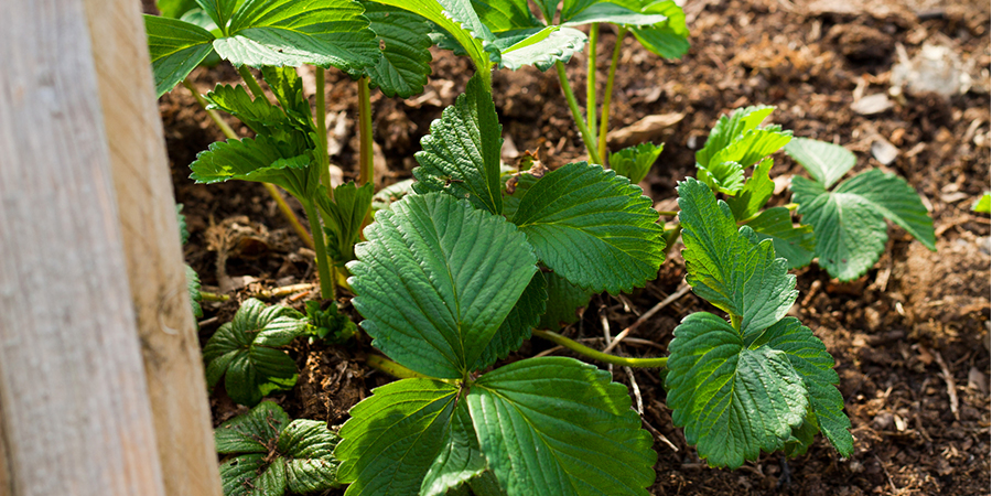 Mulching plants