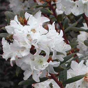 Sugar Puff Rhododendron