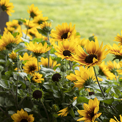 SunBelievable™ Brown Eyed Girl Helianthus