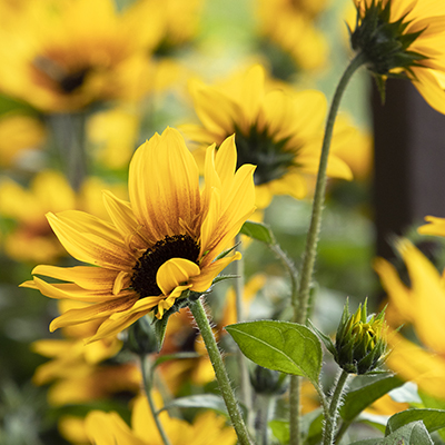 SunBelievable™ Brown Eyed Girl Helianthus