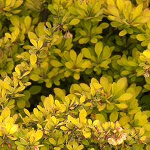 Sunsation® Japanese Barberry