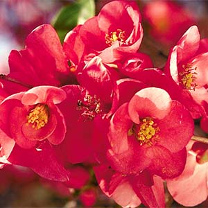 Super Red® Flowering Quince