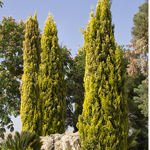 Swane’s Golden Italian Cypress