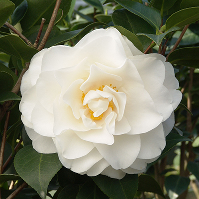 Swan Lake™ Camellia