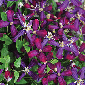 sweet-Summer-Clematis300x300-150x150@2x