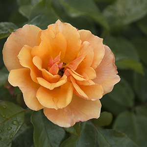 Tequila Gold™ Rose