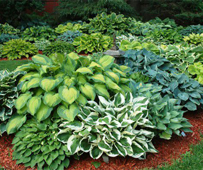 Massing many varieties Hostas