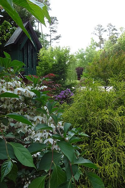 Japanese snowbell, Chamaecyparis pisifera, Thalictrum ‘Black Stockings