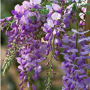 Texas Purple Japanese Wisteria