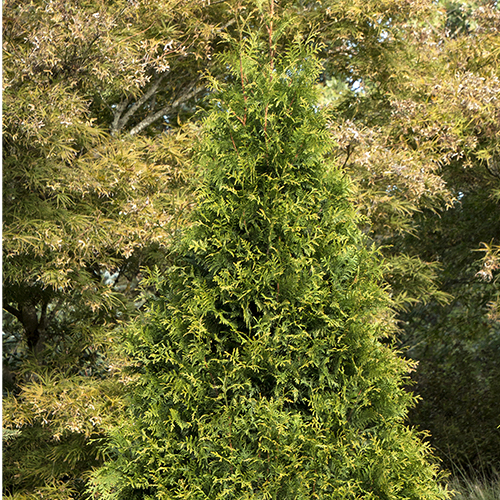 Tiny Tower® Arborvitae