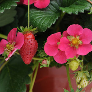 toscanastrawberry400x400-300x300