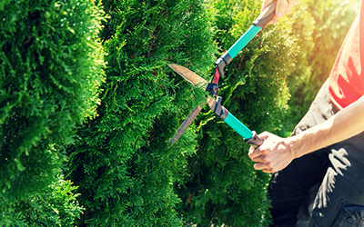 trimming-hedge