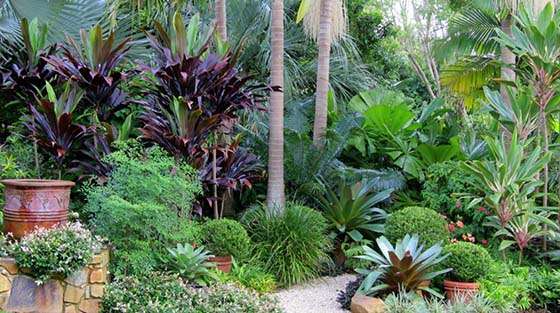 Tropical plant ideas for garden in md