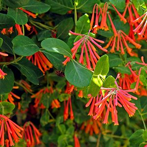 Trumpet Honeysuckle