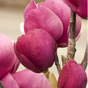 Black Tulip™ Magnolia