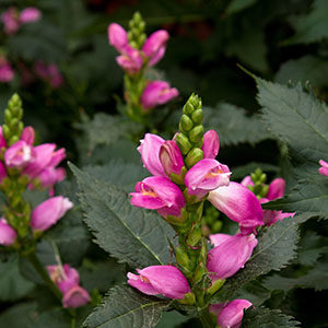 Hot Lips Turtlehead