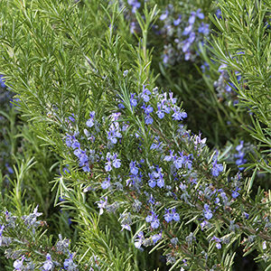 Tuscan Blue Rosemary