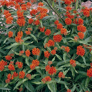 Butterfly Weed