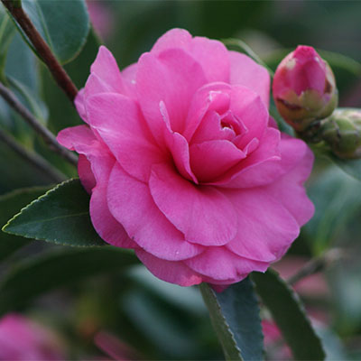 Chansonette Camellia