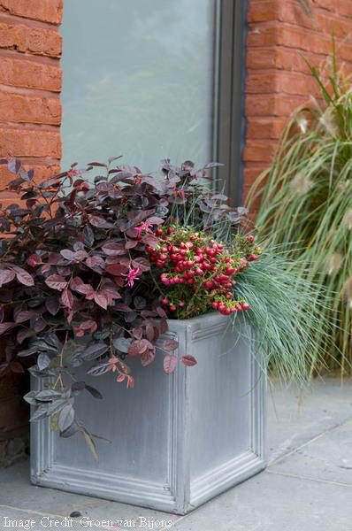 festive pot of Loropetalum, Carex, and Gaultheria