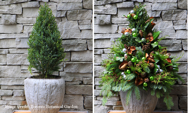 Transforming a potted up boxwood sheared into the shape of a cone