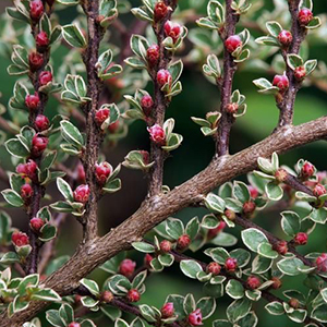 Variegated Red Twig Dogwood