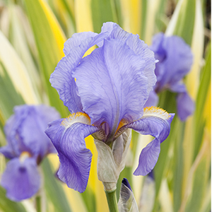 Variegated Sweet Iris