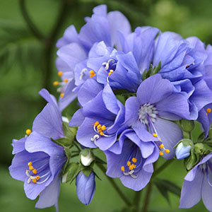 Variegated Jacob’s Ladder