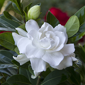 Everblooming Gardenia (Grafted)