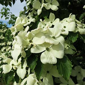 Venus® Dogwood