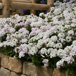 Verbena