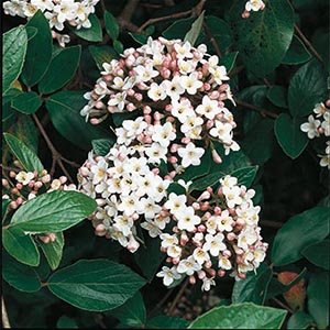 Chenault Viburnum