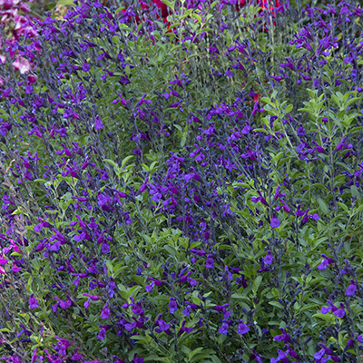 VIBE® Ignition Purple Salvia