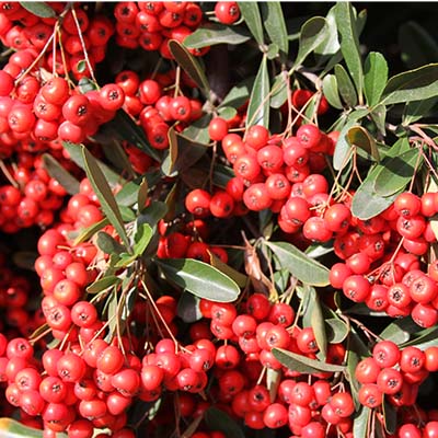 Victory Pyracantha