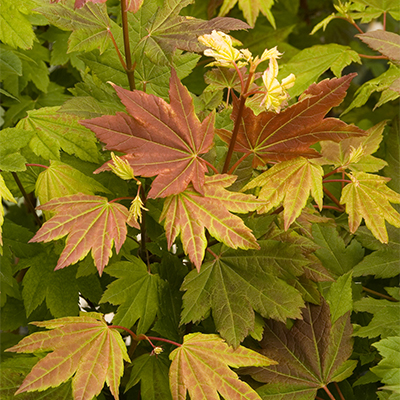 Pacific Fire Vine Maple