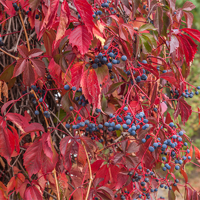 Virginia Creeper with blue berries