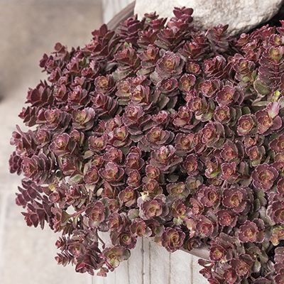 Bronze Carpet Stonecrop