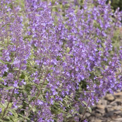 Walker’s Low Catmint