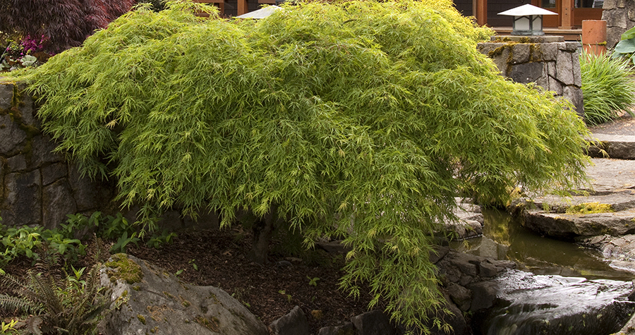 waterfall japanese maple