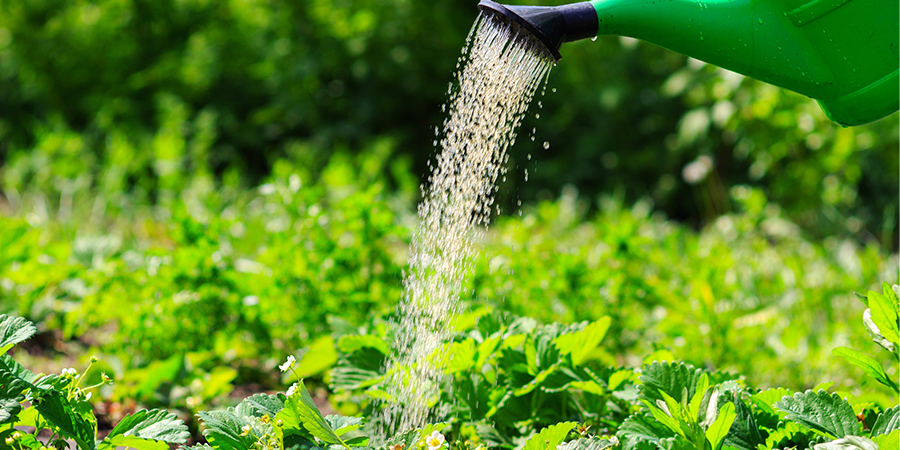 Watering Plants