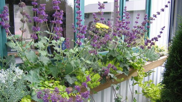 Angelina sedum, creeping Jenny, yarrow, dusty miller, and an ivy sips