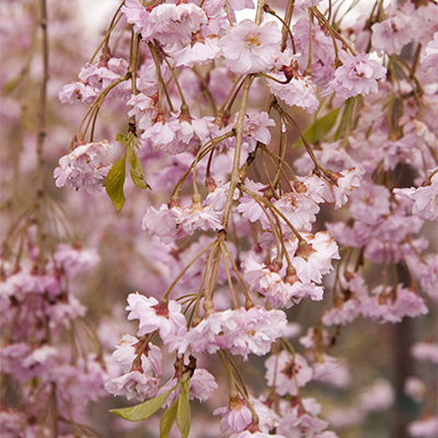 Double Weeping Rosebud Cherry