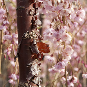 Cheal’s Weeping Cherry