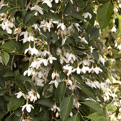 Fragrant Fountain Japanese Snowbell