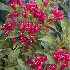 Crimson Kisses™ Weigela