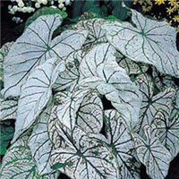 White Marble Caladium