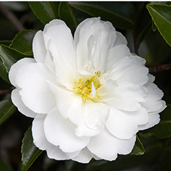 White Doves Camellia